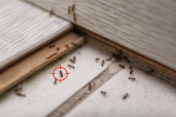 Best Wildlife Control Services  in Pensacola Station, FL