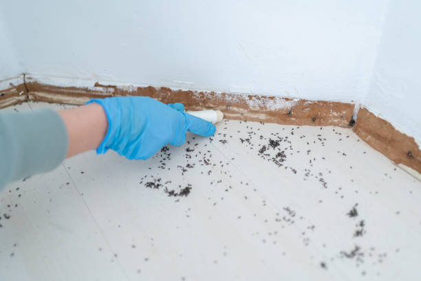 Wasp Removal Services in Pensacola Station, FL